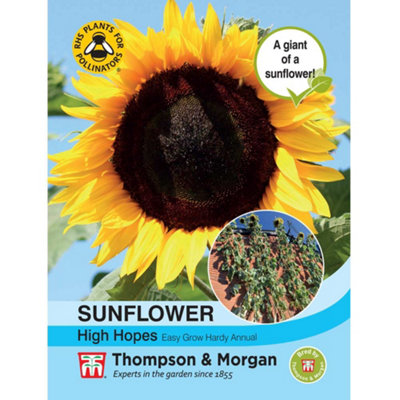 Thompson & Morgan Helianthus Annus Sunflower High Hopes 1 Seed Packet (15 Seeds) from B&Q