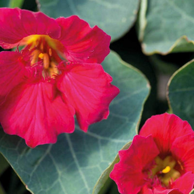 Thompson & Morgan Tropaeolum ( Nasturtum ) Minus Baby Deep Rose 1 Seed Packet from B&Q