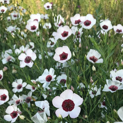 Thompson & Morgan Linum Bright Eyes 1 Seed Packet from B&Q