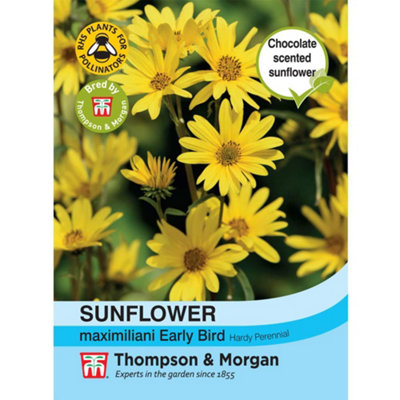 B&Q -  Helianthus Maximiliani Sunflower Early Bird 1 Packet (20 Seeds)