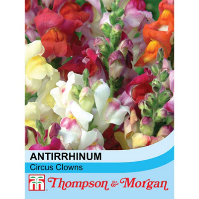 Thompson & Morgan Antirrhinum Circus Clowns 1 Seed Packet (200 Seeds) from B&Q