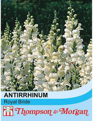 Thompson & Morgan Antirrhinum Majus Royal Bride 1 Packet (400 Seeds) from B&Q