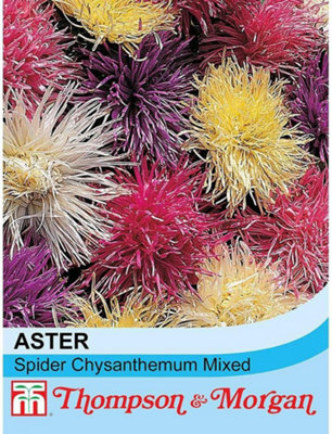 Thompson & Morgan Aster Spider Chrysanthemum Mixed 1 Seed Packet (200 Seeds) from B&Q