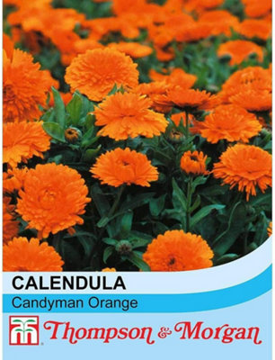 Thompson & Morgan Calendula Candyman Orange 1 Packet (100 Seeds) from B&Q