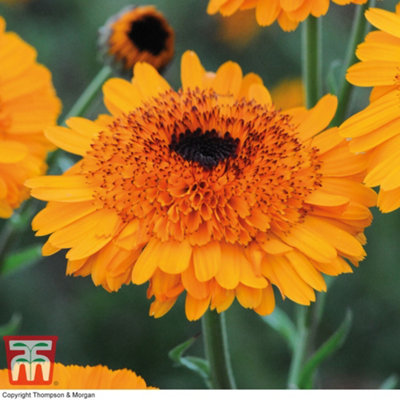 Thompson & Morgan Calendula Crown Orange 1 Packet (50 Seeds) from B&Q