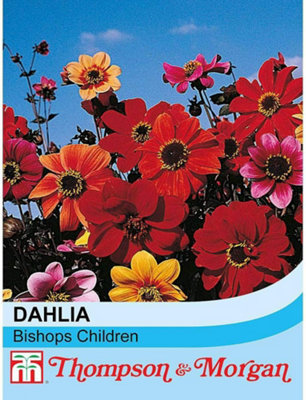 Thompson & Morgan Dahlia Bishops Children 1 Seed Packet (50 Seeds) from B&Q