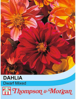 Thompson & Morgan Dahlia Dwarf Mixed 1 Seed Packet (50 Seeds) from B&Q