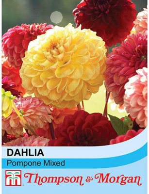 Thompson & Morgan Dahlia Pompone Mixed 1 Seed Packet (50 Seeds) from B&Q
