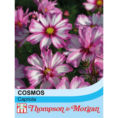 Thompson & Morgan Cosmos Bipinnatus Capriola 1 Seed Packet (30 Seeds) from B&Q