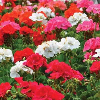 Thompson & Morgan Geranium Border Supreme F2 Hybrid 1Seed Packet (18 Seeds) from B&Q