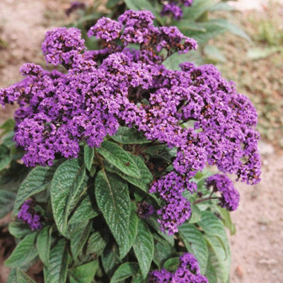 Thompson & Morgan Heliotrope Dwarf Marine 1 Seed Packet from B&Q