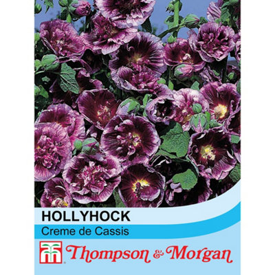 Thompson & Morgan Hollyhock Creme De Cassis 1 Seed Packet (50 Seeds + 50% Extra Free) from B&Q