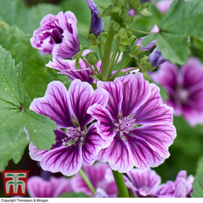 Thompson & Morgan Malva Sylvestris Zebrina 1 Packet (50 Seeds) from B&Q