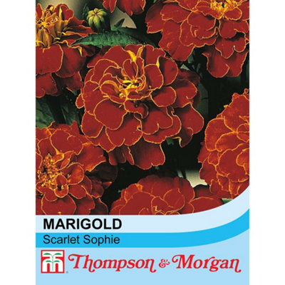 Thompson & Morgan Marigold Scarlet Sophie 1 Packet (100 Seeds) from B&Q