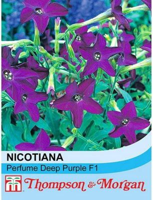 Thompson & Morgan Nicotiana Perfume Deep Purple F1 Hybrid 1 Packet (40 Seeds) from B&Q
