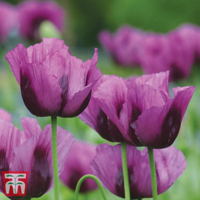 Thompson & Morgan Papaver Somniferum Hungarian Blue 1 Seed Packet  (500 Seeds) from B&Q
