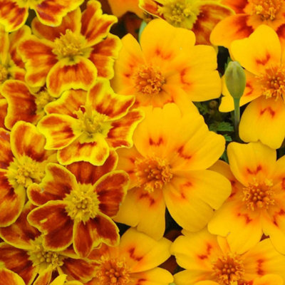 Thompson & Morgan Tagetes Starfire 1 Seed Packet from B&Q