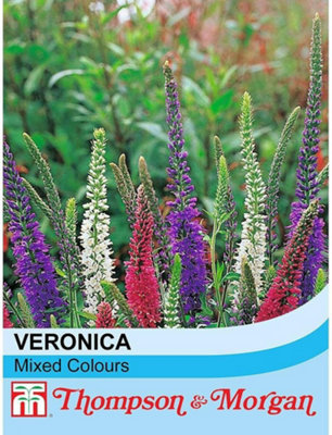 Thompson & Morgan Veronica Mixed Colours 1 Packet (40 Seeds) from B&Q