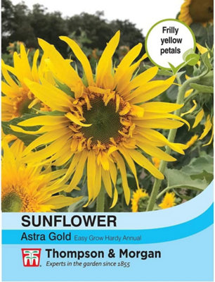 B&Q -  Helianthus Annus Sunflower Astra Gold 1 Packet (30 Seeds)
