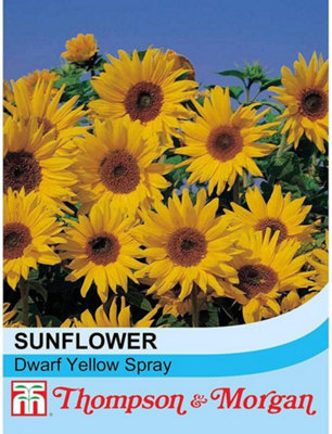 Thompson & Morgan Sunflower Dwarf Yellow Spray 1 Packet (30 Seeds) from B&Q