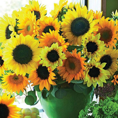 Thompson & Morgan Helianthus Van Gogh 1 Packet (20 Seeds) from B&Q