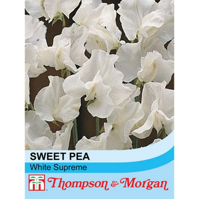 Thompson & Morgan Sweet Pea White Supreme 1 Packet (20 Seeds) from B&Q