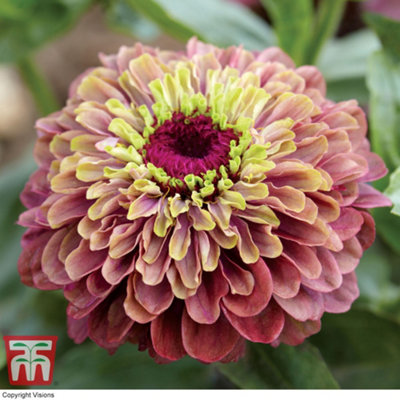 B&Q -  Zinnia Queeny Lime Red 1 Seed Packet (20 Seeds)
