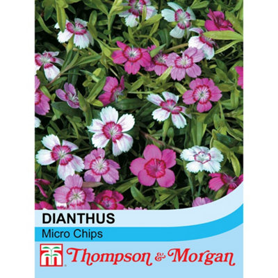 Thompson & Morgan Dianthus Deltoides Micro Chips 1 Seed Packet (80 Seeds) from B&Q
