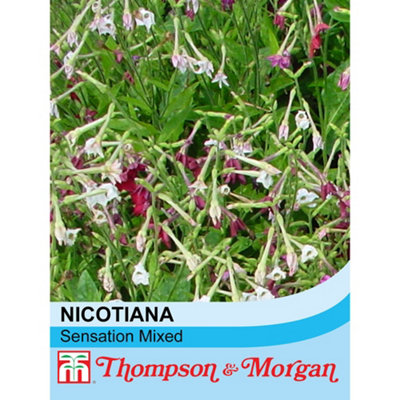 Thompson & Morgan Nicotianaxsanderae Sensation Mixed 1 Seed Packet (2000 Seeds) Dark/Pink