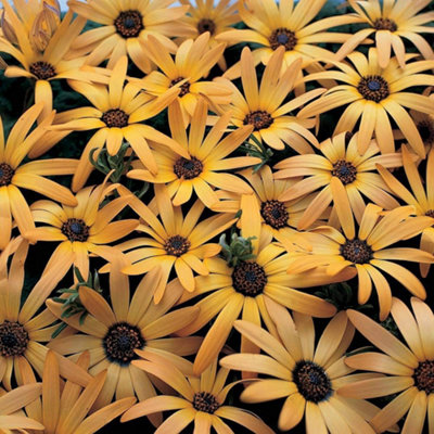 Thompson & Morgan Osteospermum African Sun 1 Seed Packet from B&Q