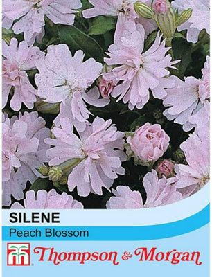 Thompson & Morgan Silene Pendula Peach Blossom 1 Seed Packet (80 Seeds) from B&Q