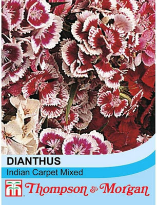 Thompson & Morgan Dianthus Indian Carpet Mixed 1 Seed Packet (400 Seeds) from B&Q