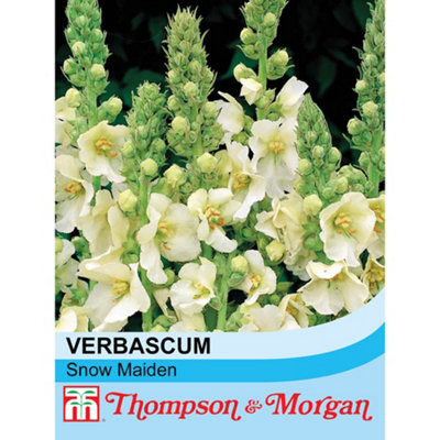 Thompson & Morgan Verbascum X Hybrida Snow Maiden 1 Seed Packet (100 Seeds) from B&Q