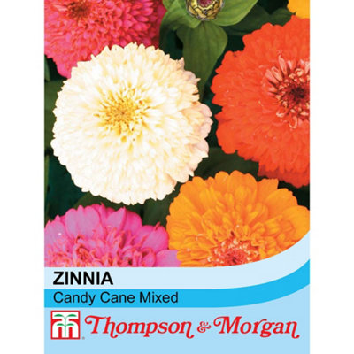 Thompson & Morgan Zinnia Elegans Candy Cane Mixed 1 Seed Packet (100 Seeds) from B&Q