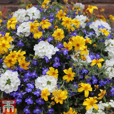 Thompson & Morgan Sherbet Lemon Preplanted Hanging Basket/potted Plant 14Inch (35Cm) from B&Q