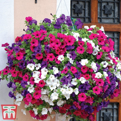 Thompson & Morgan Petunia Surfinia Preplanted Hanging Basket/potted Plant 14Inch (35Cm) from B&Q
