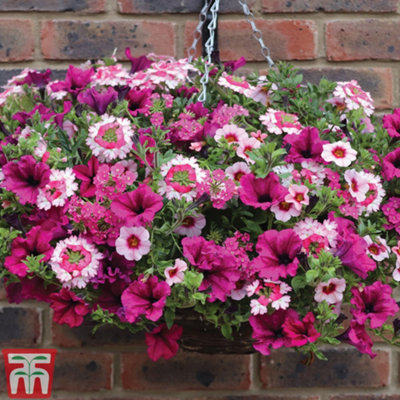 Thompson & Morgan Eton Mess Preplanted Hanging Basket 14In (35Cm) X 1 from B&Q