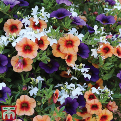 Thompson & Morgan Fruit Salad Preplanted Hanging Basket 25Cm X 1 from B&Q