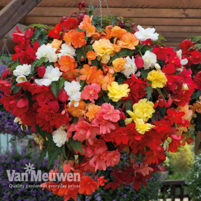 Thompson & Morgan Begonia Illumination Mix Preplanted Basket/pot 14Inch (35Cm) from B&Q