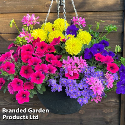 Thompson & Morgan Tutti Frutti Preplanted Hanging Basket 14In (35Cm) X 1 from B&Q