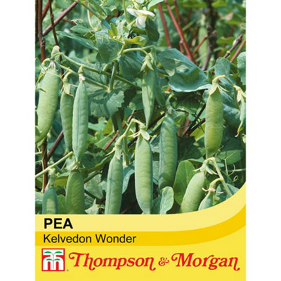 B&Q -  Pea Kelvedon Wonder 1 Seed Packet (250 Seeds)