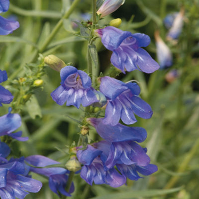 Thompson & Morgan Penstemon Electric Blue 2 Litre Potted Plant X 1 from B&Q