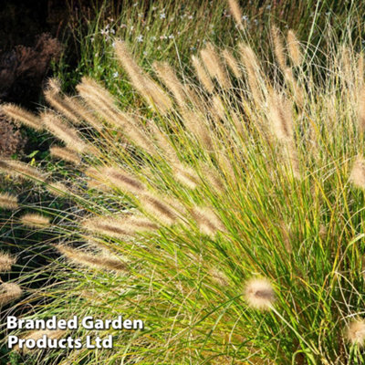 Thompson & Morgan Pennisetum Hamelyn Gold 9Cm Potted Plant X 1 from B&Q