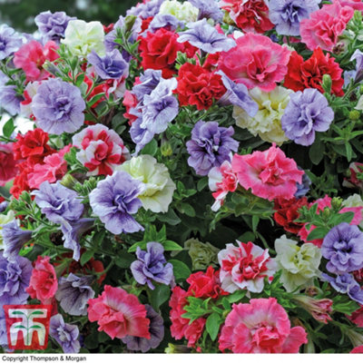 Thompson & Morgan Petunia Frills & Spills Preplanted Hanging Basket/potted Plant 14Inch (35Cm) from B&Q
