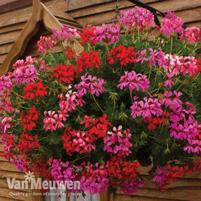 Thompson & Morgan Geranium Balcon Preplanted Basket/pot 14Inch (35Cm) from B&Q