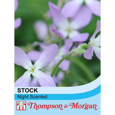 Thompson & Morgan Stock Night Scented 1 Seed Packet (1,100 Seeds) Lilac/Light