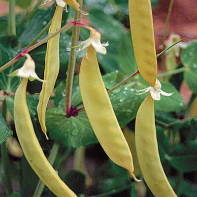 Thompson & Morgan Pea Golden Sweet 1 Seed Packet from B&Q