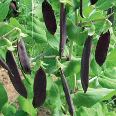 Thompson & Morgan Pea Mangetout Shiraz 1 Seed Packet from B&Q