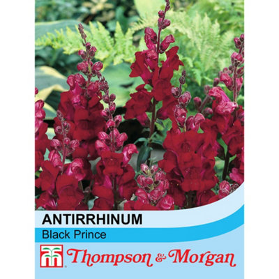 B&Q -  Antirrhinum Nanum Black Prince 1 Packet (750 Seeds)