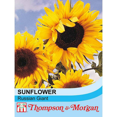 Thompson & Morgan Sunflower Tall (Russian Giant) 1 Seed Packet (25 Seeds) from B&Q